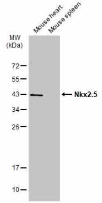 Western blot - Anti-Nkx2.5 antibody (ab97355), expandable thumbnail