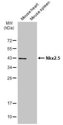 Western blot - Anti-Nkx2.5 antibody (AB97355)