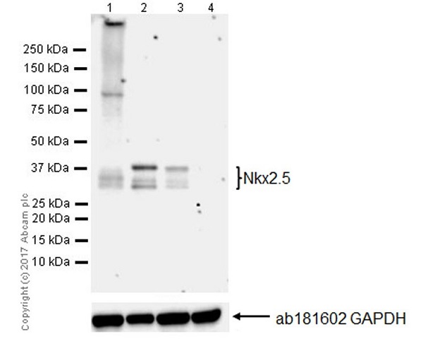 Western blot - Anti-Nkx2.5 antibody [EPR20168] (AB205263)
