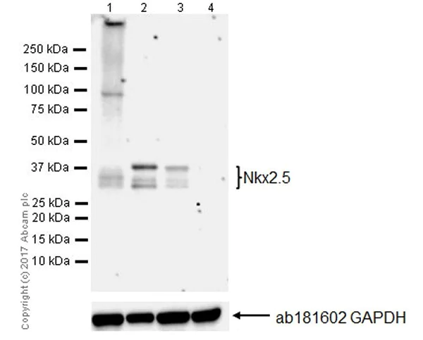 Western blot - Anti-Nkx2.5 antibody [EPR20168] - BSA and Azide free (AB228335)