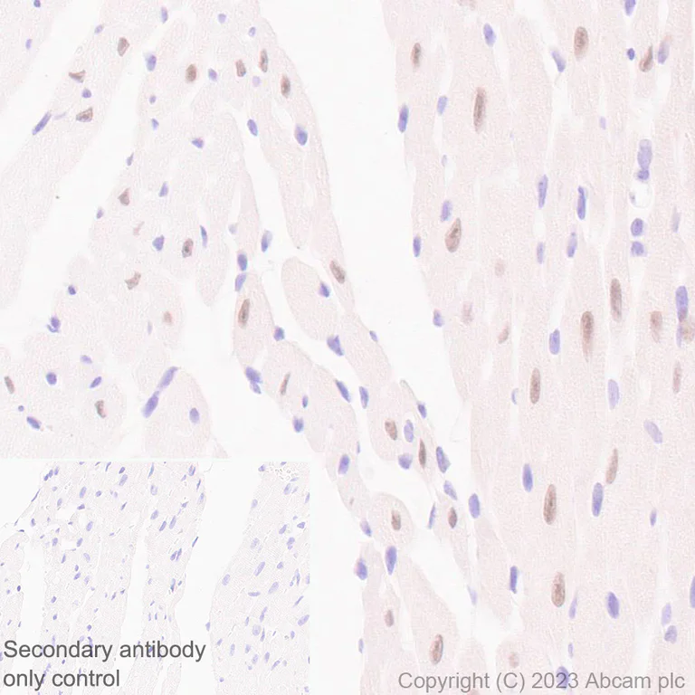 Immunohistochemistry (Formalin/PFA-fixed paraffin-embedded sections) - Anti-Nkx2.5 antibody [EPR28279-75] - BSA and Azide free (AB314139)