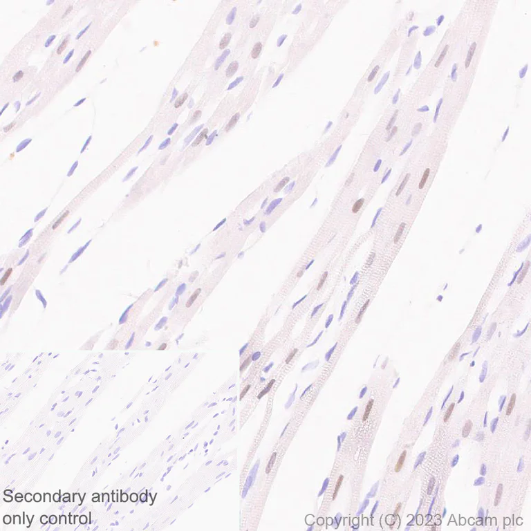 Immunohistochemistry (Formalin/PFA-fixed paraffin-embedded sections) - Anti-Nkx2.5 antibody [EPR28279-75] - BSA and Azide free (AB314139)