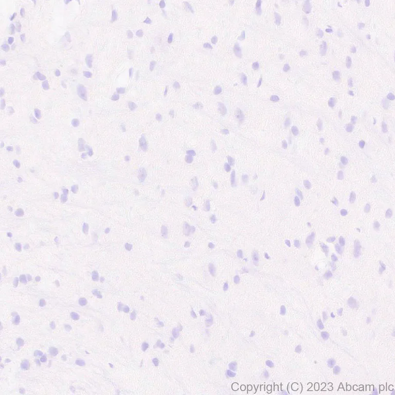 Immunohistochemistry (Formalin/PFA-fixed paraffin-embedded sections) - Anti-Nkx2.5 antibody [EPR28279-75] - BSA and Azide free (AB314139)