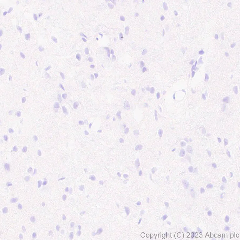 Immunohistochemistry (Formalin/PFA-fixed paraffin-embedded sections) - Anti-Nkx2.5 antibody [EPR28279-75] - BSA and Azide free (AB314139)