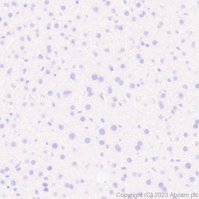 Immunohistochemistry (Formalin/PFA-fixed paraffin-embedded sections) - Anti-Nkx2.5 antibody [EPR28279-75] - BSA and Azide free (AB314139)