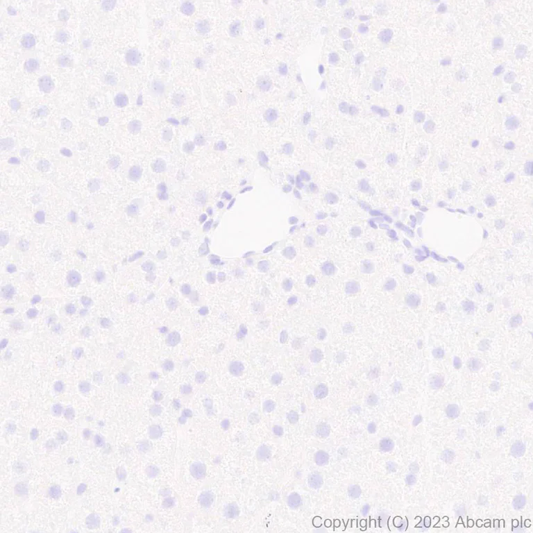 Immunohistochemistry (Formalin/PFA-fixed paraffin-embedded sections) - Anti-Nkx2.5 antibody [EPR28279-75] - BSA and Azide free (AB314139)