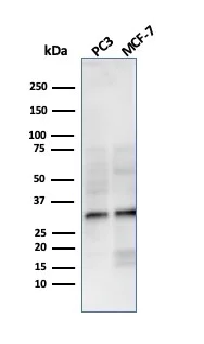 Western blot - Anti-NKX2.8 antibody [NKX28/3233R] - BSA and Azide free (AB270292)