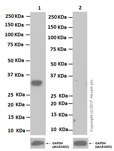 Western blot - Anti-Nkx3.1 antibody [EPR14970] - BSA and Azide free (AB250875), expandable thumbnail