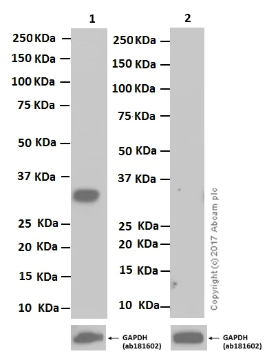 Western blot - Anti-Nkx3.1 antibody [EPR14970] - BSA and Azide free (AB250875)
