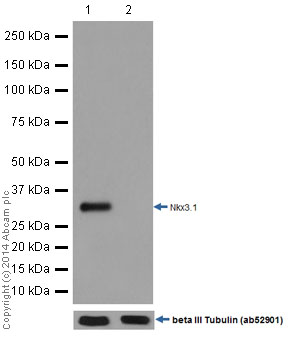 Western blot - Anti-Nkx3.1 antibody [EPR16653] - BSA and Azide free (AB251217), expandable thumbnail