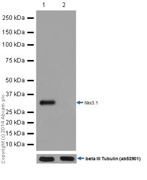 Western blot - Anti-Nkx3.1 antibody [EPR16653] - BSA and Azide free (AB251217)