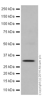 Western blot - Anti-Nkx3.1 antibody [EPR16653] - BSA and Azide free (AB251217), expandable thumbnail
