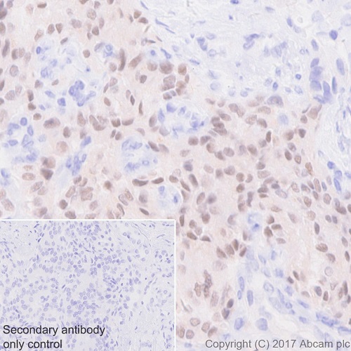 Immunohistochemistry (Formalin/PFA-fixed paraffin-embedded sections) - Anti-nkx6.1 antibody [EPR20328] (AB221544), expandable thumbnail