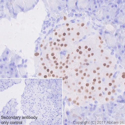 Immunohistochemistry (Formalin/PFA-fixed paraffin-embedded sections) - Anti-nkx6.1 antibody [EPR20328] (AB221544), expandable thumbnail