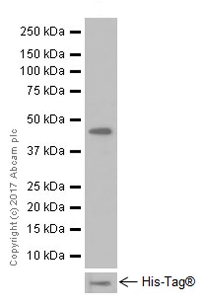 Western blot - Anti-nkx6.1 antibody [EPR20328] (ab221544), expandable thumbnail