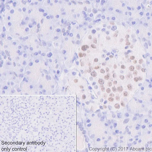 Immunohistochemistry (Formalin/PFA-fixed paraffin-embedded sections) - Anti-nkx6.1 antibody [EPR20328] - BSA and Azide free (AB251565)