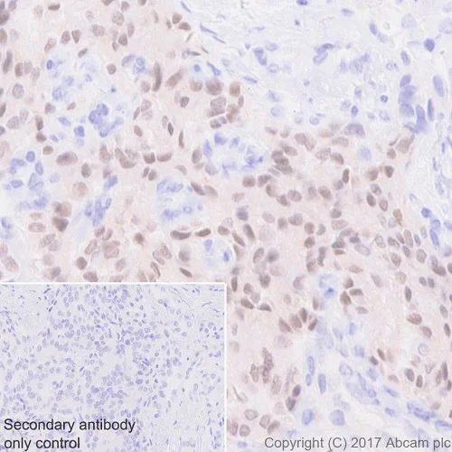 Immunohistochemistry (Formalin/PFA-fixed paraffin-embedded sections) - Anti-nkx6.1 antibody [EPR20328] - BSA and Azide free (AB251565)