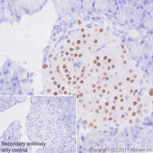 Immunohistochemistry (Formalin/PFA-fixed paraffin-embedded sections) - Anti-nkx6.1 antibody [EPR20328] - BSA and Azide free (AB251565)