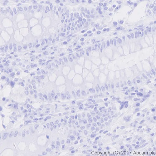 Immunohistochemistry (Formalin/PFA-fixed paraffin-embedded sections) - Anti-nkx6.1 antibody [EPR20328] - BSA and Azide free (AB251565)
