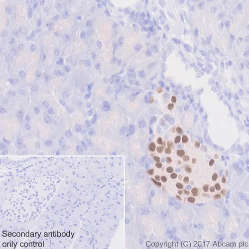 Immunohistochemistry (Formalin/PFA-fixed paraffin-embedded sections) - Anti-nkx6.1 antibody [EPR20328] - BSA and Azide free (AB251565)