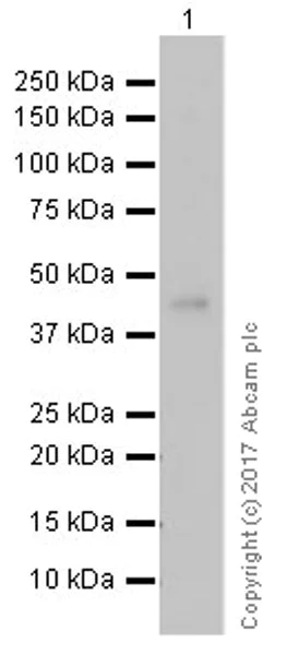 Western blot - Anti-nkx6.1 antibody [EPR20328] - BSA and Azide free (AB251565)