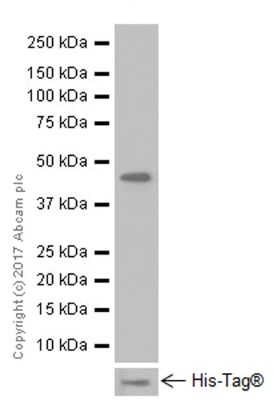 Western blot - Anti-nkx6.1 antibody [EPR20328] - BSA and Azide free (AB251565)