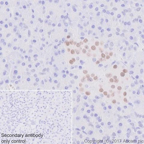 Immunohistochemistry (Formalin/PFA-fixed paraffin-embedded sections) - Anti-nkx6.1 antibody [EPR20405] (AB221549)