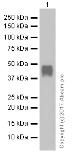 Western blot - Anti-nkx6.1 antibody [EPR20405] (AB221549)