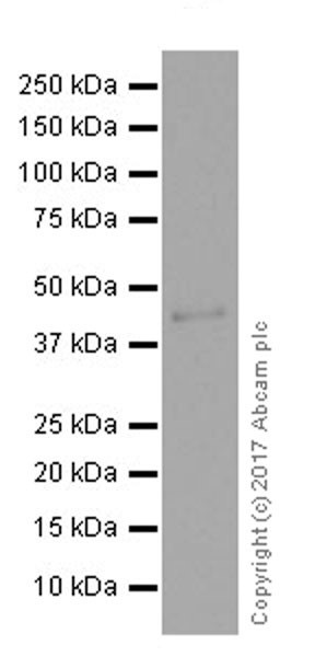 Western blot - Anti-nkx6.1 antibody [EPR20405] (ab221549), expandable thumbnail