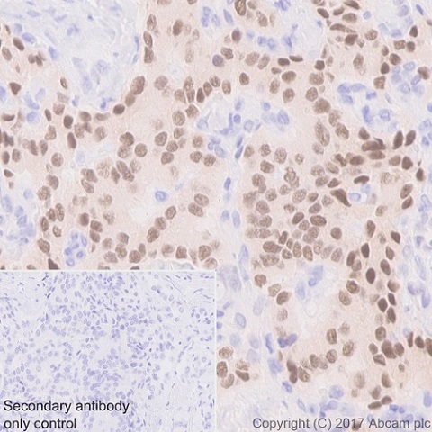 Immunohistochemistry (Formalin/PFA-fixed paraffin-embedded sections) - Anti-nkx6.1 antibody [EPR20405] - BSA and Azide free (AB240398), expandable thumbnail