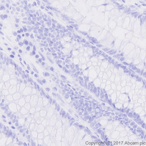 Immunohistochemistry (Formalin/PFA-fixed paraffin-embedded sections) - Anti-nkx6.1 antibody [EPR20405] - BSA and Azide free (AB240398), expandable thumbnail