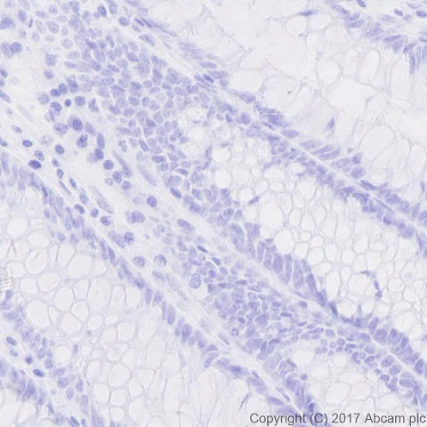 Immunohistochemistry (Formalin/PFA-fixed paraffin-embedded sections) - Anti-nkx6.1 antibody [EPR20405] - BSA and Azide free (AB240398)