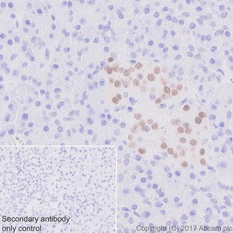 Immunohistochemistry (Formalin/PFA-fixed paraffin-embedded sections) - Anti-nkx6.1 antibody [EPR20405] - BSA and Azide free (AB240398), expandable thumbnail