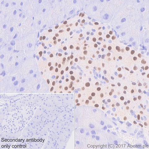 Immunohistochemistry (Formalin/PFA-fixed paraffin-embedded sections) - Anti-nkx6.1 antibody [EPR20405] - BSA and Azide free (AB240398), expandable thumbnail