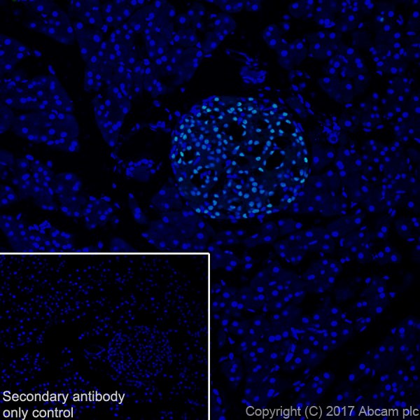 Immunohistochemistry (Frozen sections) - Anti-nkx6.1 antibody [EPR20405] - BSA and Azide free (AB240398), expandable thumbnail