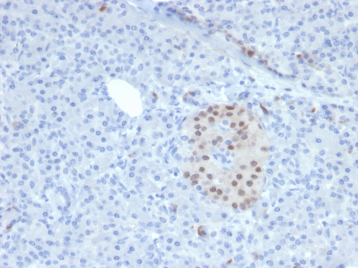 Immunohistochemistry (Formalin/PFA-fixed paraffin-embedded sections) - Anti-nkx6.1 antibody [NKX61/2561] (AB268088), expandable thumbnail