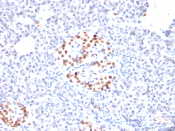 Immunohistochemistry (Formalin/PFA-fixed paraffin-embedded sections) - Anti-nkx6.1 antibody [NKX61/2561] (AB268088), expandable thumbnail