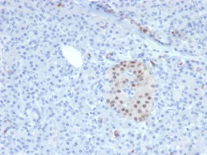 Immunohistochemistry (Formalin/PFA-fixed paraffin-embedded sections) - Anti-nkx6.1 antibody [NKX61/2561] - BSA and Azide free (AB268209)