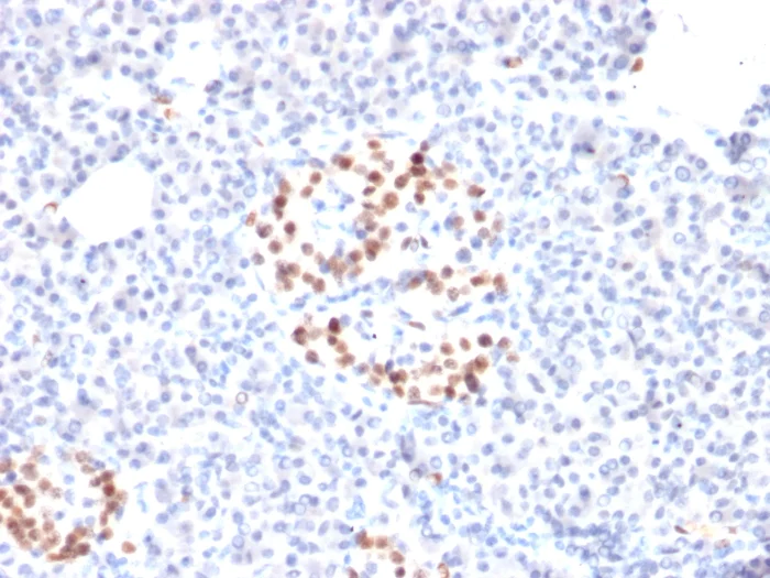 Immunohistochemistry (Formalin/PFA-fixed paraffin-embedded sections) - Anti-nkx6.1 antibody [NKX61/2561] - BSA and Azide free (AB268209)