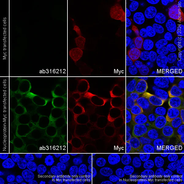 Immunocytochemistry/ Immunofluorescence - Anti-NL63 Nucleoprotein antibody [abd259] (AB316212)