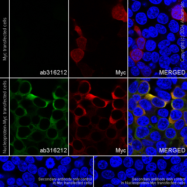 Immunocytochemistry/ Immunofluorescence - Anti-NL63 Nucleoprotein antibody [abd259] - BSA and Azide free (AB316213), expandable thumbnail
