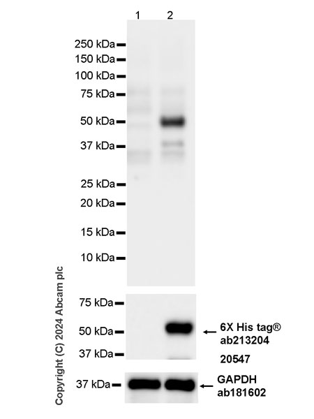 Western blot - Anti-NL63 Nucleoprotein antibody [abd259] - BSA and Azide free (AB316213), expandable thumbnail