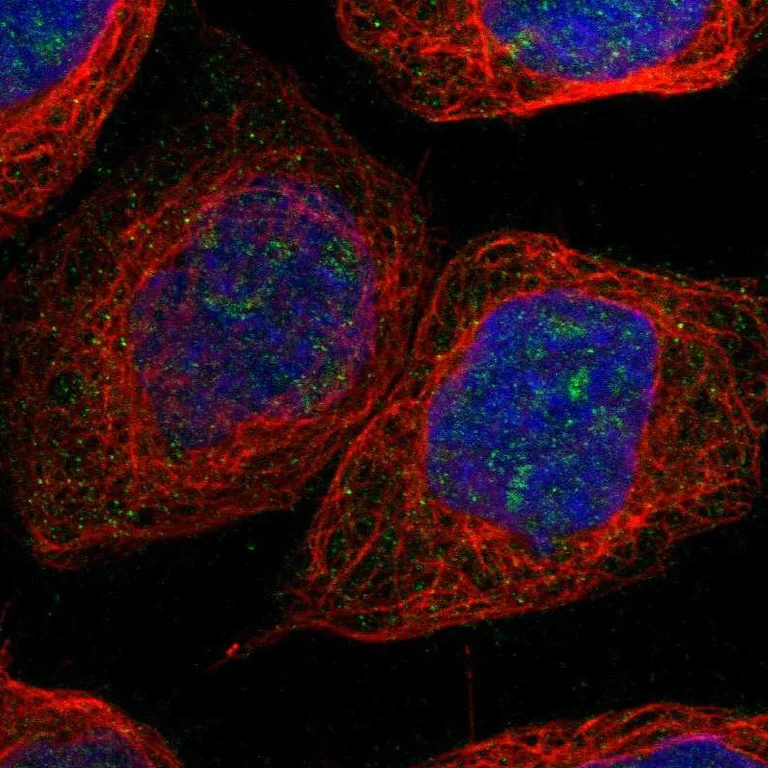 Immunocytochemistry/ Immunofluorescence - Anti-NLE1/nle antibody (AB254731)