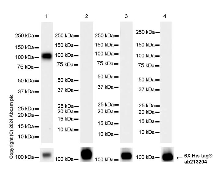 Western blot - Anti-NLGN4 antibody [EPR26331-43] - BSA and Azide free (AB316741)