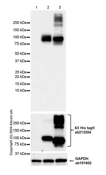 Western blot - Anti-NLGN4 antibody [EPR26331-43] - BSA and Azide free (AB316741)