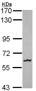 Western blot - Anti-NLK antibody (AB97642)
