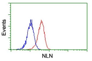 Flow Cytometry (Intracellular) - Anti-NLN antibody [OTI1D6] (AB119802)