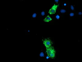 Immunocytochemistry/ Immunofluorescence - Anti-NLN antibody [OTI1D6] (AB119802)