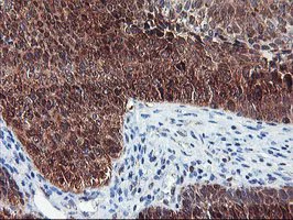 Immunohistochemistry (Formalin/PFA-fixed paraffin-embedded sections) - Anti-NLN antibody [OTI1D6] (AB119802)