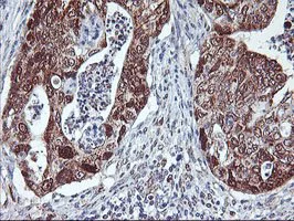 Immunohistochemistry (Formalin/PFA-fixed paraffin-embedded sections) - Anti-NLN antibody [OTI1D6] (AB119802)